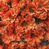 TheHolidayBarn.com Orange Mum Bunch New!