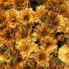 TheHolidayBarn.com Golden Yellow Mum Bunch New!